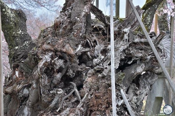 Sửng sốt trước cây anh đào khổng lồ đẹp nhất thế giới được xem như báu vật của nhật bản - 4