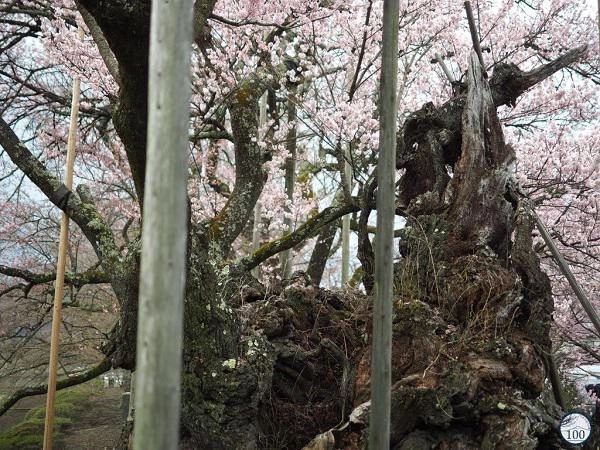 Sửng sốt trước cây anh đào khổng lồ đẹp nhất thế giới được xem như báu vật của nhật bản - 6