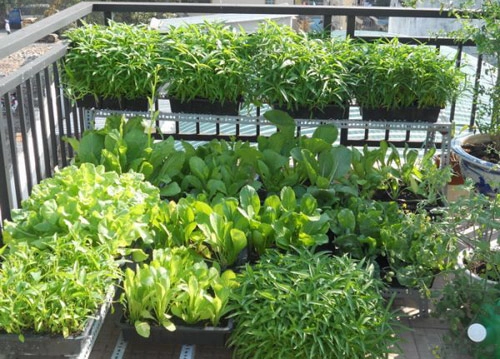 Tập trồng rau tại nhà như chuyên gia p1 - 1