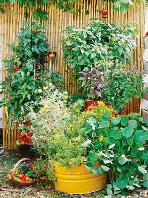Tập trồng rau tại nhà như chuyên gia p1 - 3