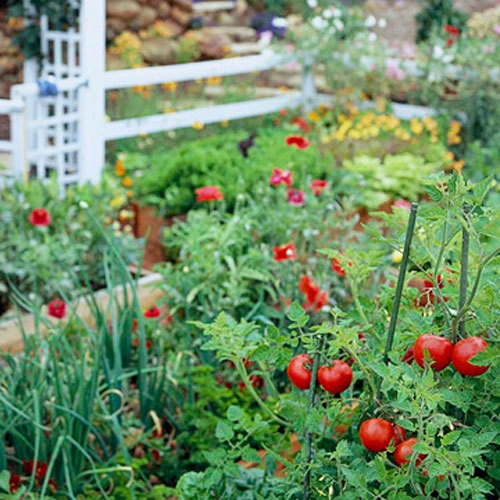 Tập trồng rau tại nhà như chuyên gia p1 - 4