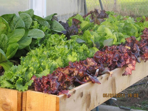 Tập trồng rau tại nhà như chuyên gia p2 - 1