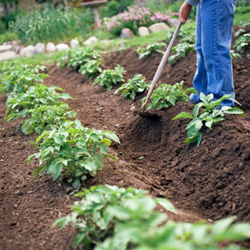 Tập trồng rau tại nhà như chuyên gia p2 - 2