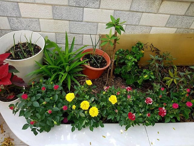 Thăm ngôi nhà phố giản dị đầy rau hoa xanh tốt của gia đình mc thanh thảo hugo - 10