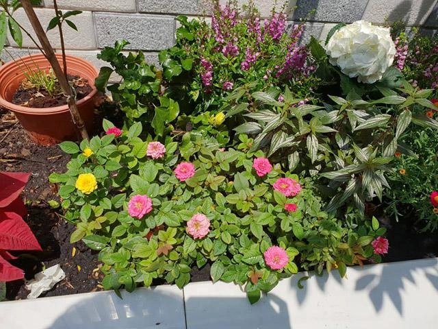 Thăm ngôi nhà phố giản dị đầy rau hoa xanh tốt của gia đình mc thanh thảo hugo - 11