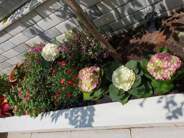 Thăm ngôi nhà phố giản dị đầy rau hoa xanh tốt của gia đình mc thanh thảo hugo - 12