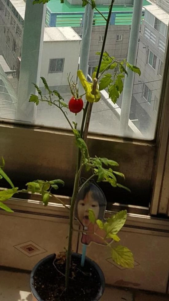 Than thở trồng cà chua lùn mà ra cây siêu mẫu cô gái bị dân mạng bóc mẽ sự thật - 2