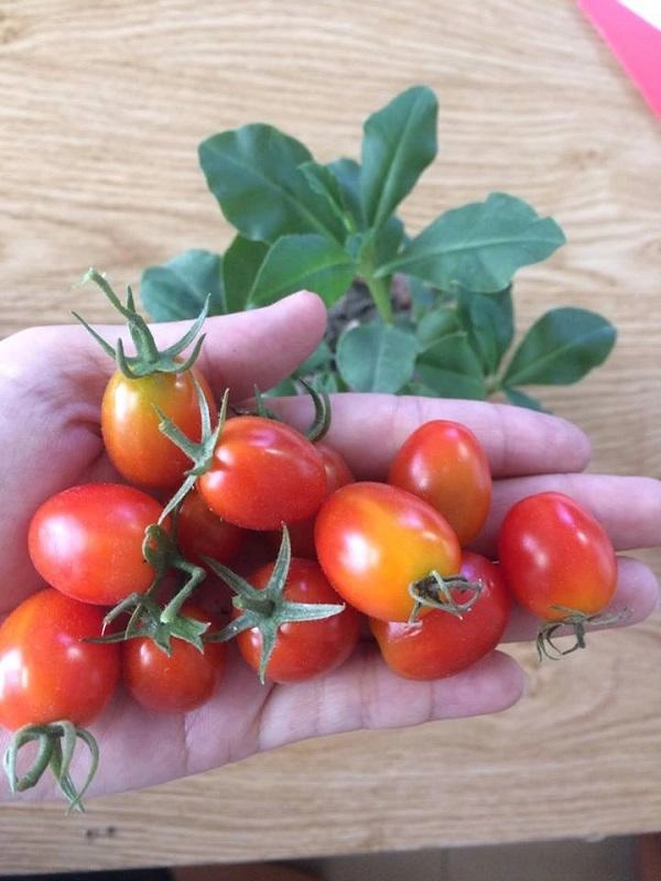Than thở trồng cà chua lùn mà ra cây siêu mẫu cô gái bị dân mạng bóc mẽ sự thật - 4