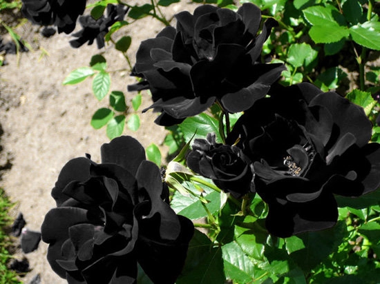 Tiết lộ không ngờ về loài hoa hồng đen cực quý hiếm chỉ trồng duy nhất ở thổ nhĩ kỳ - 1