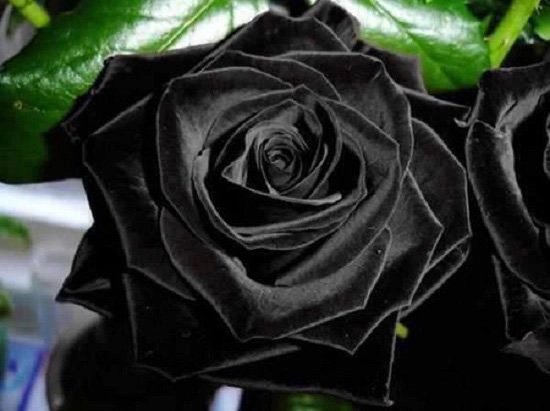 Tiết lộ không ngờ về loài hoa hồng đen cực quý hiếm chỉ trồng duy nhất ở thổ nhĩ kỳ - 2