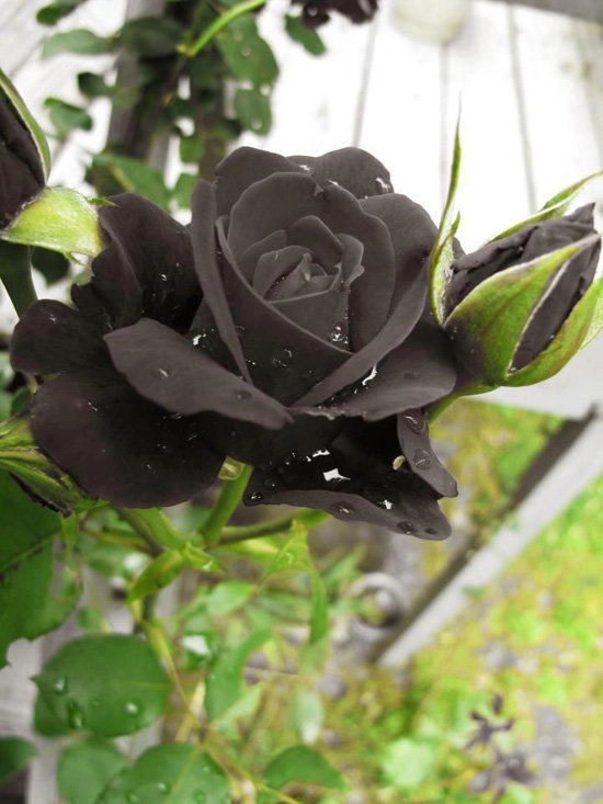 Tiết lộ không ngờ về loài hoa hồng đen cực quý hiếm chỉ trồng duy nhất ở thổ nhĩ kỳ - 3