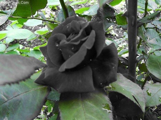 Tiết lộ không ngờ về loài hoa hồng đen cực quý hiếm chỉ trồng duy nhất ở thổ nhĩ kỳ - 5