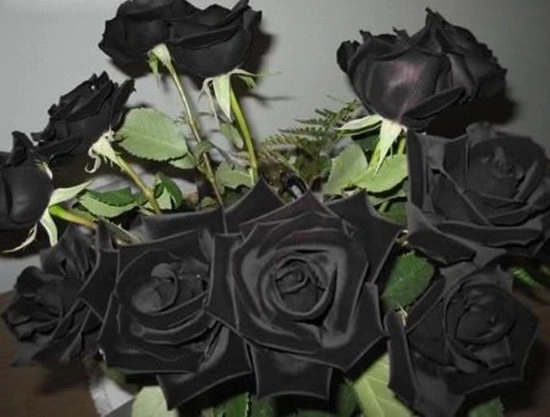 Tiết lộ không ngờ về loài hoa hồng đen cực quý hiếm chỉ trồng duy nhất ở thổ nhĩ kỳ - 6