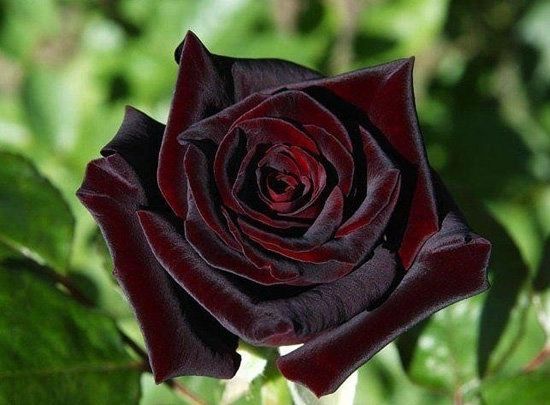 Tiết lộ không ngờ về loài hoa hồng đen cực quý hiếm chỉ trồng duy nhất ở thổ nhĩ kỳ - 7