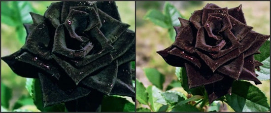 Tiết lộ không ngờ về loài hoa hồng đen cực quý hiếm chỉ trồng duy nhất ở thổ nhĩ kỳ - 8