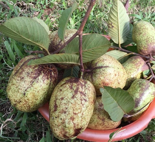 Vườn cây trái bạt ngàn cho hàng tạ quả mỗi vụ của nsưt chiều xuân - 7