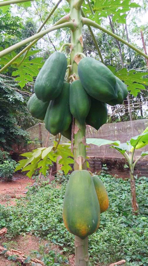 Vườn cây trái bạt ngàn cho hàng tạ quả mỗi vụ của nsưt chiều xuân - 11