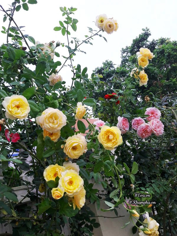 Vườn hoa hồng rộng hơn 1000m của cô con dâu khiến mẹ chồng khó tính cũng phải yêu - 4