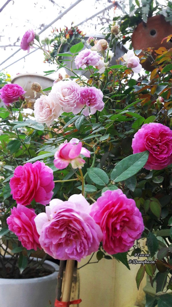 Vườn hoa hồng rộng hơn 1000m của cô con dâu khiến mẹ chồng khó tính cũng phải yêu - 5