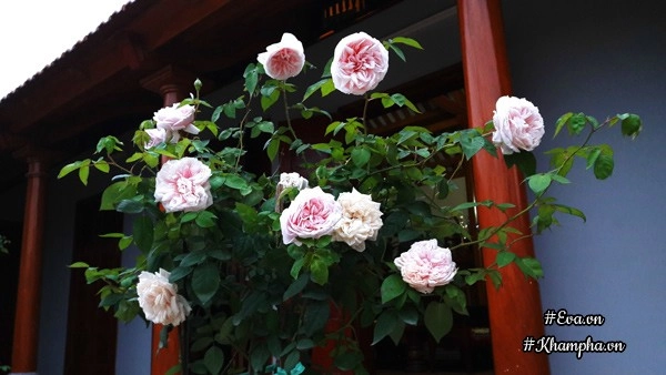 Vườn hoa hồng rộng hơn 1000m của cô con dâu khiến mẹ chồng khó tính cũng phải yêu - 7
