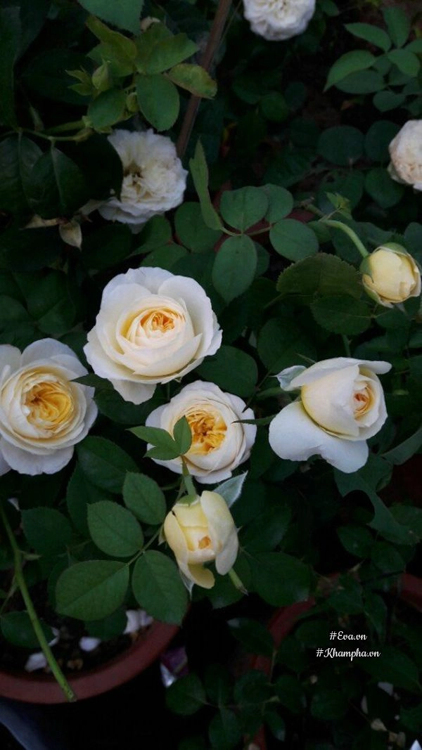 Vườn hoa hồng rộng hơn 1000m của cô con dâu khiến mẹ chồng khó tính cũng phải yêu - 10