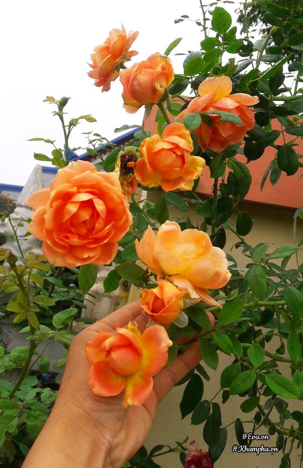 Vườn hoa hồng rộng hơn 1000m của cô con dâu khiến mẹ chồng khó tính cũng phải yêu - 12