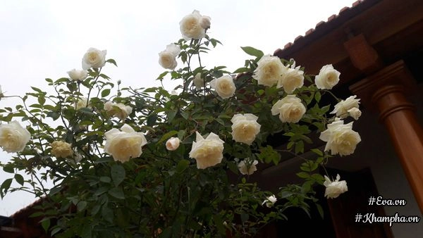 Vườn hoa hồng rộng hơn 1000m của cô con dâu khiến mẹ chồng khó tính cũng phải yêu - 14