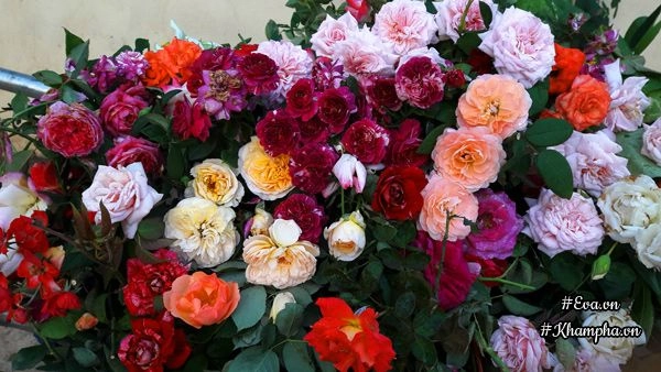 Vườn hoa hồng rộng hơn 1000m của cô con dâu khiến mẹ chồng khó tính cũng phải yêu - 15