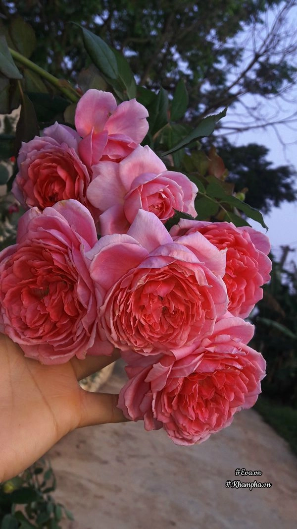 Vườn hoa hồng rộng hơn 1000m của cô con dâu khiến mẹ chồng khó tính cũng phải yêu - 18