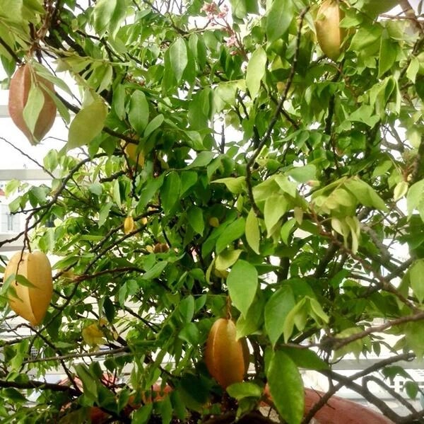 Vườn nhà đầy hoa cây trái sai trĩu trịt phải thuê người làm không xuể của ca sĩ mỹ lệ - 6