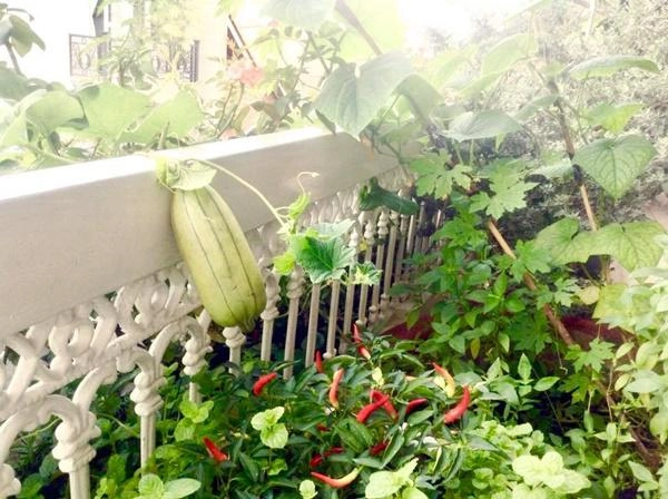 Vườn nhà đầy hoa cây trái sai trĩu trịt phải thuê người làm không xuể của ca sĩ mỹ lệ - 8