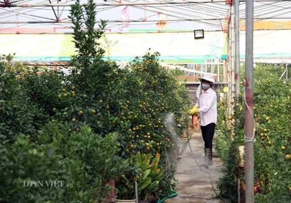 Xu hướng tết 2019 heo đất tài lộc cõng quất bonsai giá tiền triệu - 7