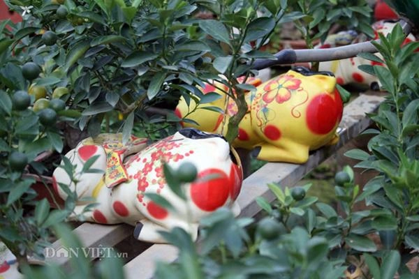 Xu hướng tết 2019 heo đất tài lộc cõng quất bonsai giá tiền triệu - 8