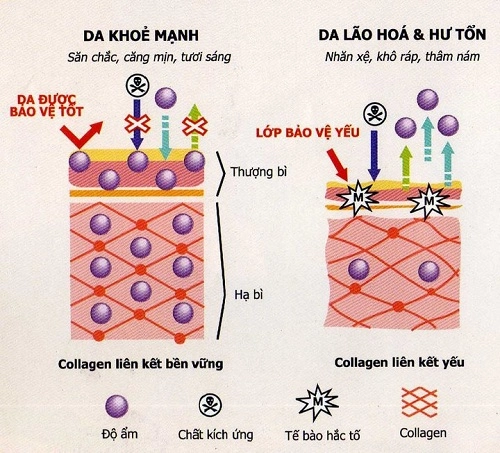 Bổ sung collagen không đúng cách lợi bất cập hại - 1