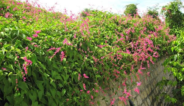 Cách trồng giàn hoa tigon đơn giản nhất cho hoa nở rộ rực rỡ suốt 4 mùa - 1
