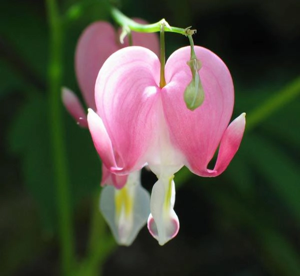 Cách trồng giàn hoa tigon đơn giản nhất cho hoa nở rộ rực rỡ suốt 4 mùa - 2