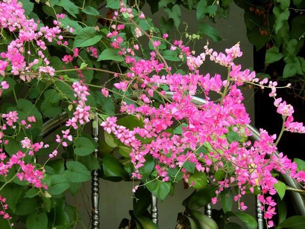 Cách trồng giàn hoa tigon đơn giản nhất cho hoa nở rộ rực rỡ suốt 4 mùa - 6