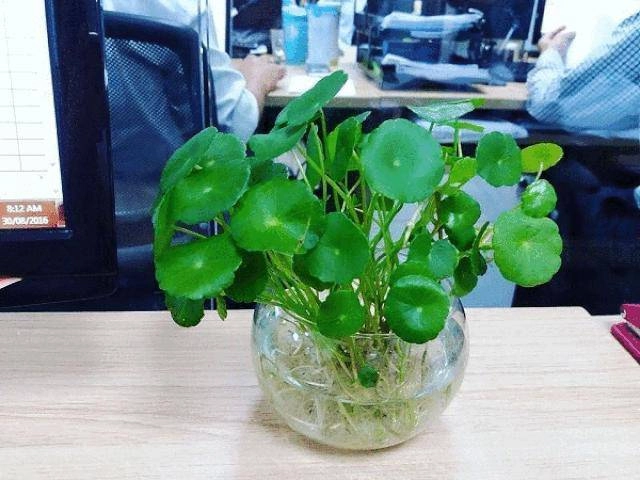 Người mệnh thủy hợp cây gì đặt cây gì để tiền vào đầy túi - 10