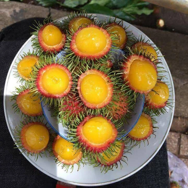 Chôm chôm ruột vàng 80 nghìnkg được tín đồ ăn vặt sài gòn ráo riết tìm mua - 5