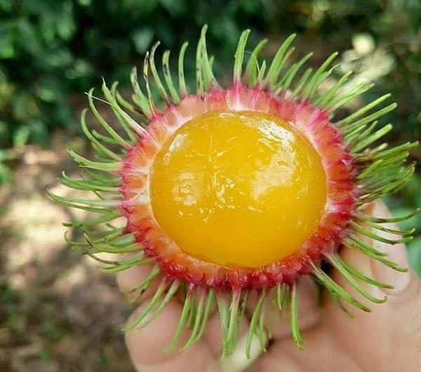 Chôm chôm ruột vàng 80 nghìnkg được tín đồ ăn vặt sài gòn ráo riết tìm mua - 10