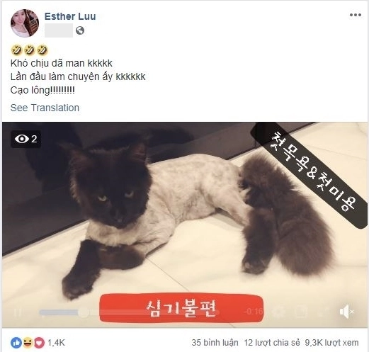 Lỡ dại cạo lông mèo cưng - hari won bị trấn thành chửi thẳng mặt trên mạng xã hội - 4