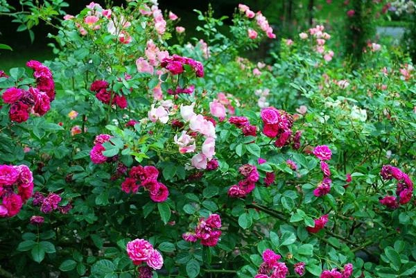 Muốn có hàng rào hoa đẹp tuyệt mà sống khỏe dễ chăm trồng ngay hoa hồng dại - 1