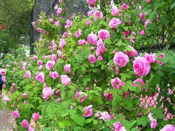 Muốn có hàng rào hoa đẹp tuyệt mà sống khỏe dễ chăm trồng ngay hoa hồng dại - 2
