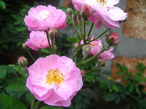 Muốn có hàng rào hoa đẹp tuyệt mà sống khỏe dễ chăm trồng ngay hoa hồng dại - 3