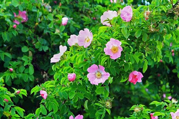 Muốn có hàng rào hoa đẹp tuyệt mà sống khỏe dễ chăm trồng ngay hoa hồng dại - 4