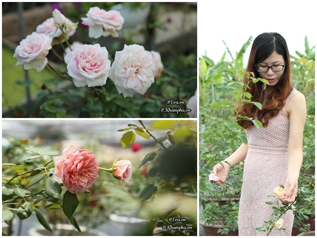 Muốn có hàng rào hoa đẹp tuyệt mà sống khỏe dễ chăm trồng ngay hoa hồng dại - 5