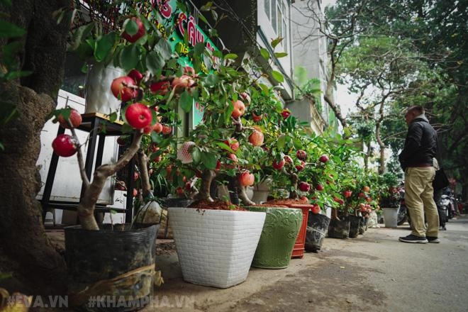 Táo bonsai trông đẹp mắt nhưng chỉ nên để ngắm ăn vào liệu có độc hại - 1