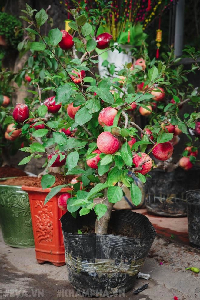 Táo bonsai trông đẹp mắt nhưng chỉ nên để ngắm ăn vào liệu có độc hại - 3