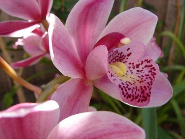 Tên và hình ảnh các loại hoa phong lan đẹp phổ biến nhất dành cho người mới chơi - 12