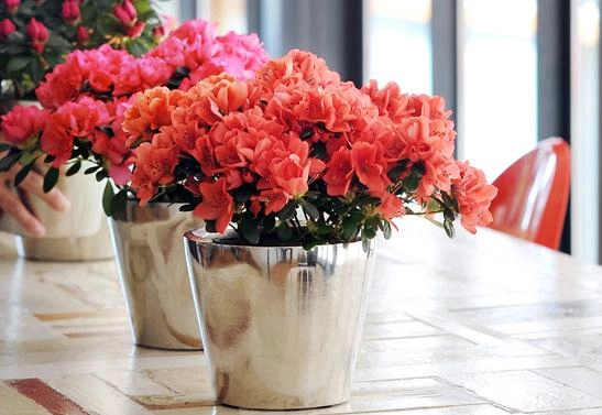 5 loại hoa đẹp lại dễ sống nên trồng ngay để kịp chơi tết - 1